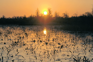 swamp-sunset