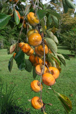 Tamopan Persimmons